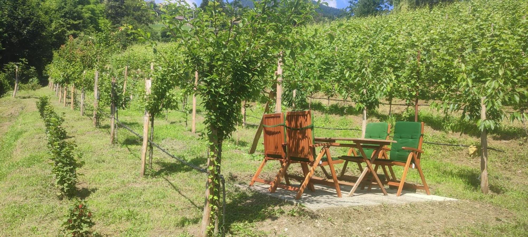 Janas Bolzano Mountain Apartment Tesimo Εξωτερικό φωτογραφία
